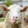 greeksheep